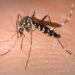 Las enfermedades transmitidas por mosquitos matan a más de un millón de personas e infectan hasta 700 millones cada año.