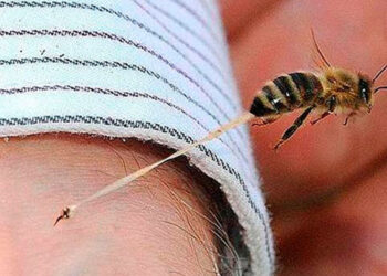 La picadura de abeja causa más decesos que la de alacrán o la mordida de serpiente