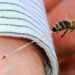 La picadura de abeja causa más decesos que la de alacrán o la mordida de serpiente