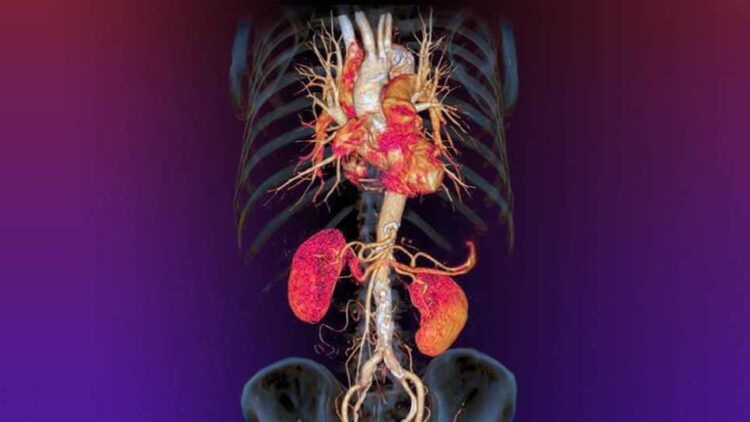El Síndrome Cardiovascular-Reno-Metabólico (CKM) es un trastorno sistémico que describe la conexión y la interacción entre la enfermedad del corazón, riñones y metabolismo