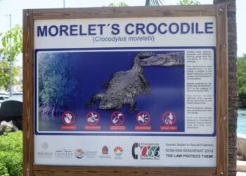 Aviso de habitat de cocodrilo en la zona hotelera de Cancún. Foto Especial