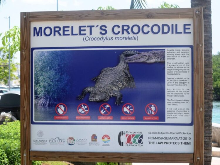 Aviso de habitat de cocodrilo en la zona hotelera de Cancún. Foto Especial