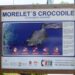 Aviso de habitat de cocodrilo en la zona hotelera de Cancún. Foto Especial