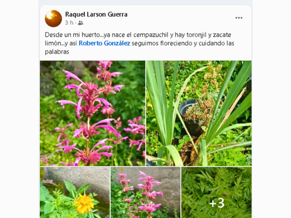 El huerto de Raquel. AMEXI