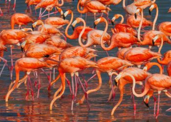 Flamencos en Yucatán.