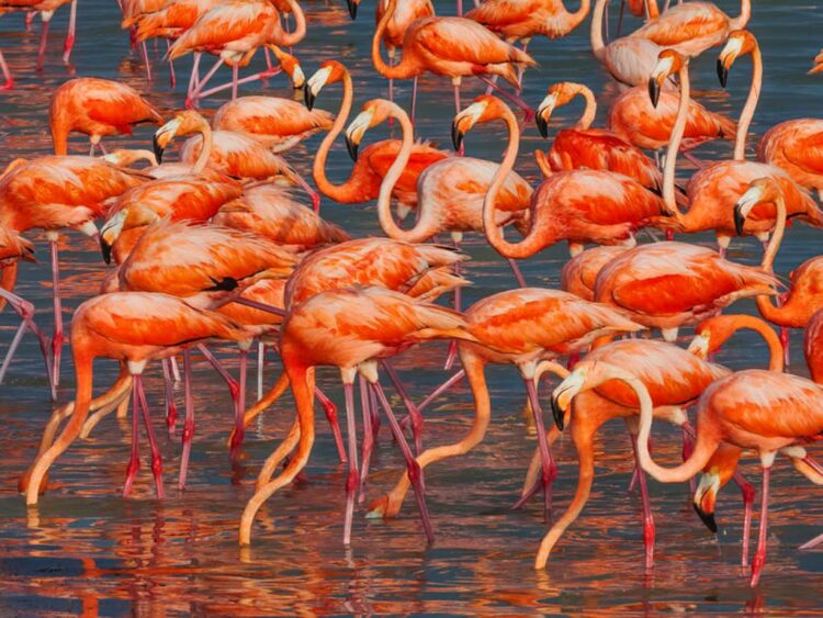 Flamencos en Yucatán.