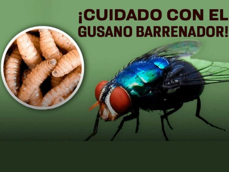 Causa alerta en México el gusano barrenador. AMEXI