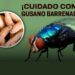Causa alerta en México el gusano barrenador. AMEXI