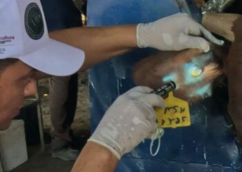 Gusano Barrenador. Vigilancia rigurosa. AMEXI