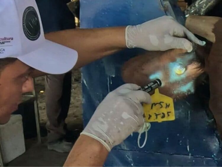 Gusano Barrenador. Vigilancia rigurosa. AMEXI