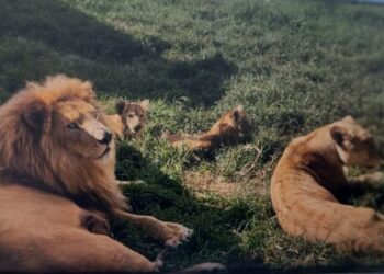 Leones hallados en un rancho de Ixtapan de la Sal, Edomex. Foto Especial