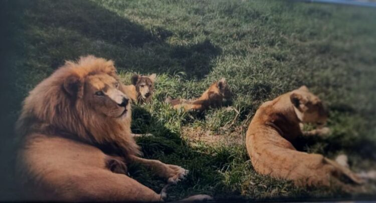 Leones hallados en un rancho de Ixtapan de la Sal, Edomex. Foto Especial