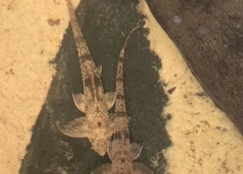 Colombia logra la primera reproducción en cautiverio de cucha