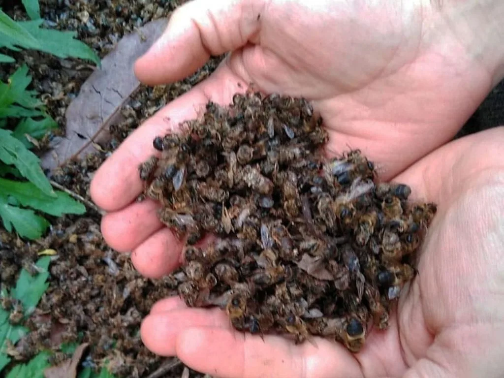 Plaguicidas tóxicos causan graves perjuicios a apiarios. AMEXI