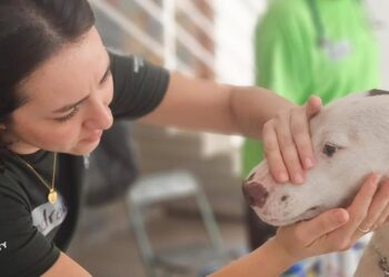 Expertos brindarán capacitación gratuita de primeros auxilios para personas y mascotas en el Monumento a la Revolución | AMEXI/FOTO: IG @humaneworldmexico