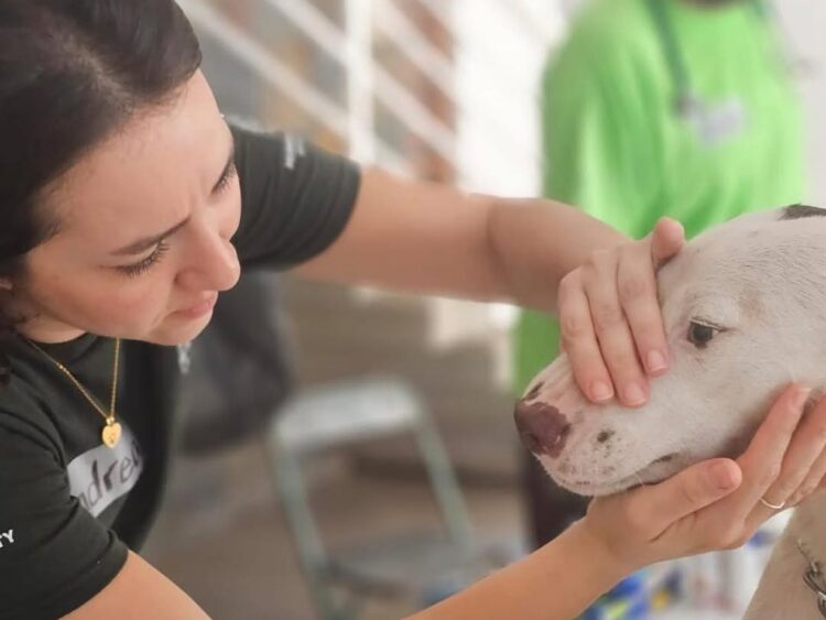 Expertos brindarán capacitación gratuita de primeros auxilios para personas y mascotas en el Monumento a la Revolución | AMEXI/FOTO: IG @humaneworldmexico