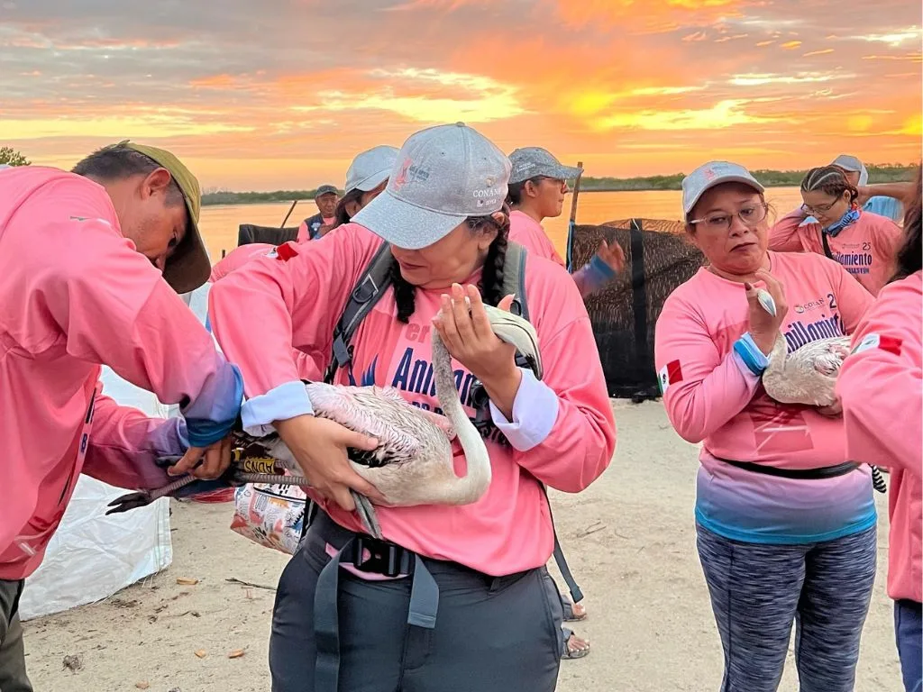 Una alianza de autoridades y sociedad para proteger a los flamencos. AMEXI