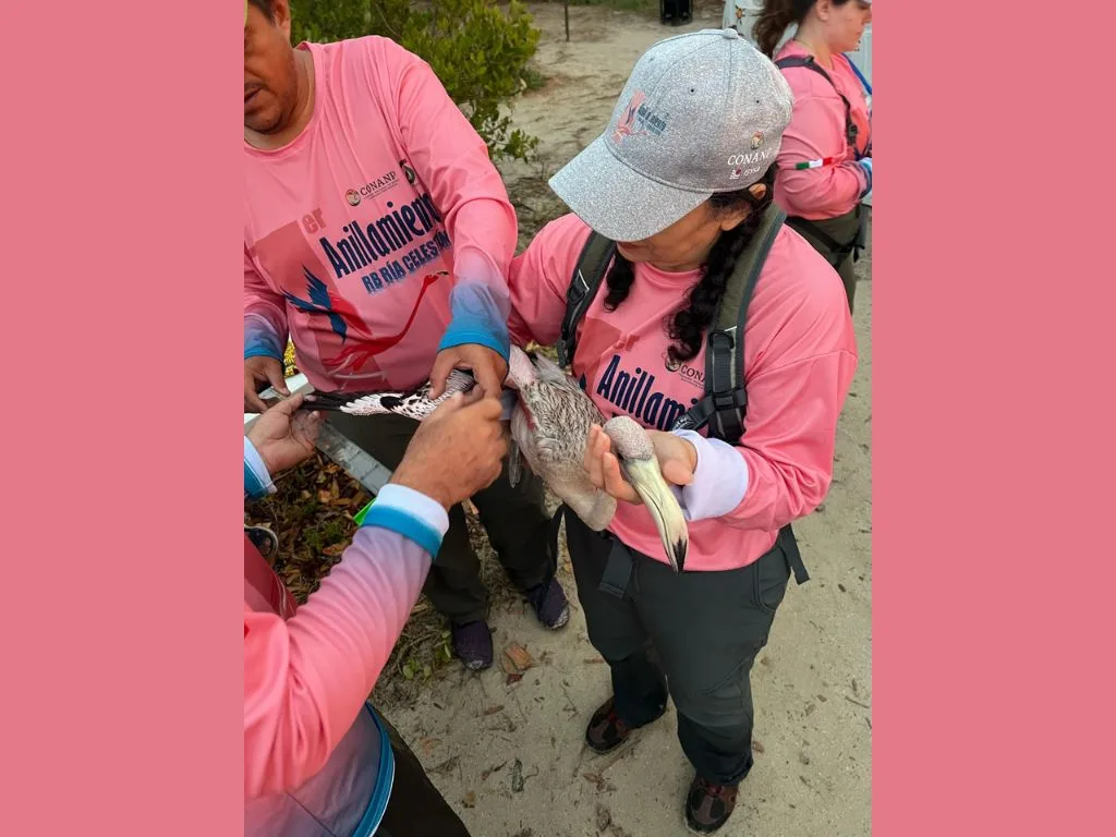 Protección al Flamenco.