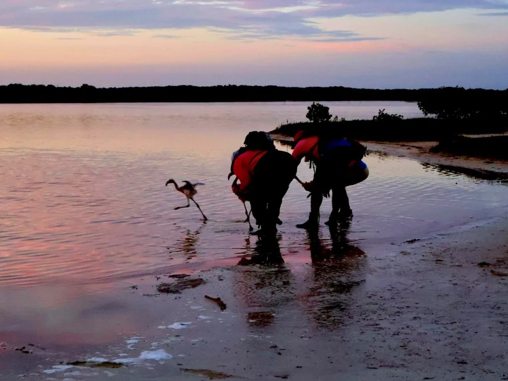 Campaña para proteger al flamenco caribeño