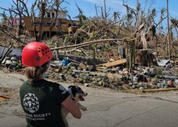 Incluye a tus mascotas en tu plan familiar de emergencias | AMEXI/FOTO: IG @humaneworldmexico