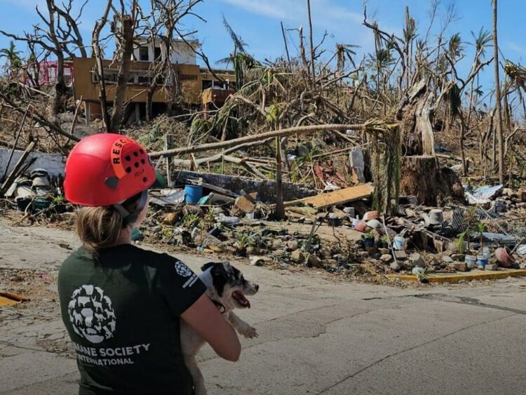 Incluye a tus mascotas en tu plan familiar de emergencias | AMEXI/FOTO: IG @humaneworldmexico
