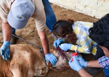 Sigue la alerta por el gusano barrenador en México. AMEXI