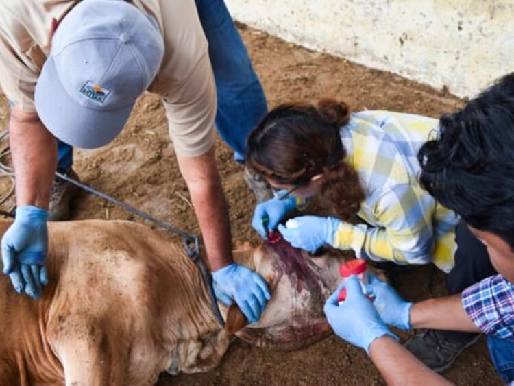 Sigue la alerta por el gusano barrenador en México. AMEXI