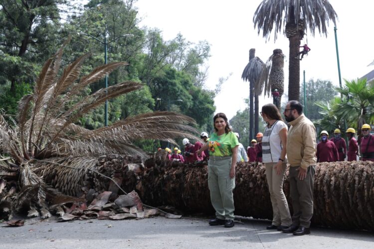 Árboles nativos sustituirán a las palmeras muertas en la CDMX, anuncia Clara Brugada