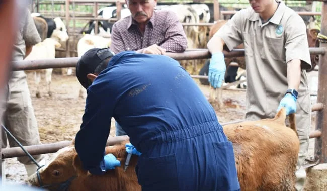 Con el fin de evitar la proliferación del gusano barrenador en el centro y norte del país, se da capacitación para fortalecer las acciones.