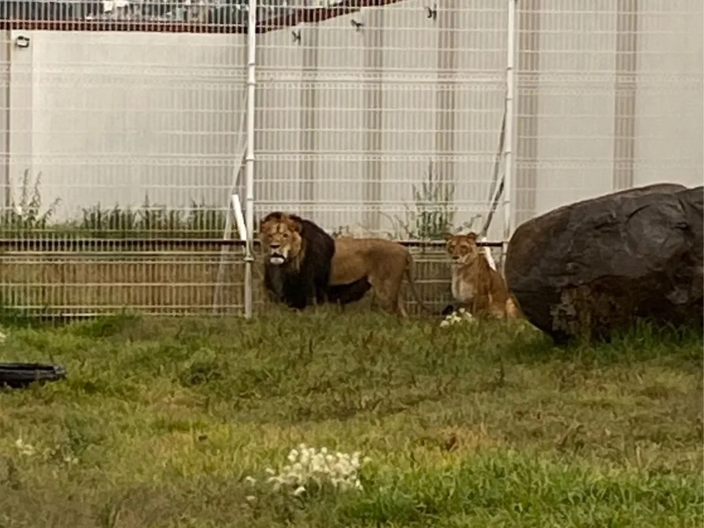 leonés en cautiverio