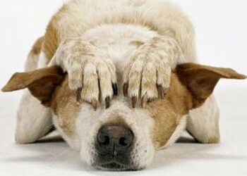 Los cohetes, la pesadilla de las mascotas en las Fiestas Patrias