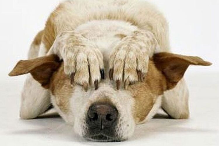 Los cohetes, la pesadilla de las mascotas en las Fiestas Patrias