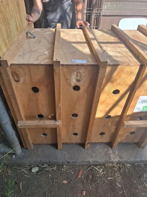 Osa Mina en caja