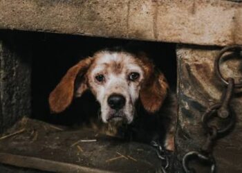 La diputada del PRI, Fuensanta Guadalupe Guerrero impulsa la creación del Padrón Nacional para frenar violencia animal.