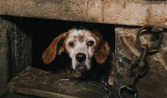 La diputada del PRI, Fuensanta Guadalupe Guerrero impulsa la creación del Padrón Nacional para frenar violencia animal.