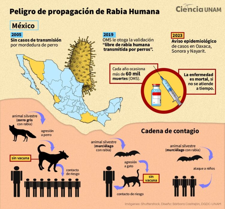 La rabia sigue siendo un problema de salud pública en México. Los especialistas señalan que, aunque se ha logrado la certificación como país libre de rabia humana