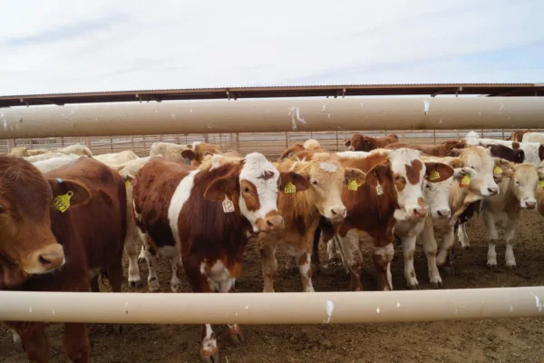 El Senasica opera la Campaña Nacional para la Prevención y Control de la Rabia en Bovinos y Especies Ganaderas