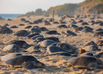 Michoacán romperá en 2025 récord en liberación de tortuga marina: Compesca