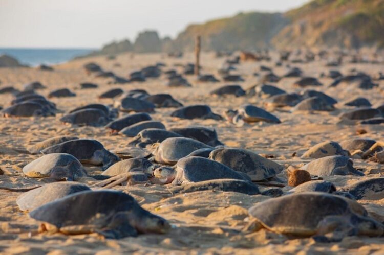 Michoacán romperá en 2025 récord en liberación de tortuga marina: Compesca