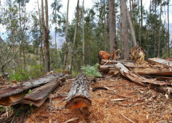 Por árbol talado, otro plantado en la misma alcaldía, exigen en Congreso CDMX