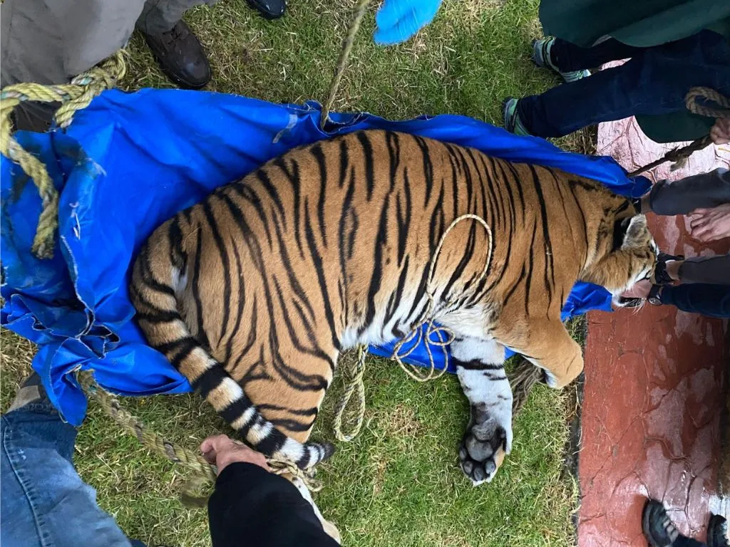 Trasladan a tigre sedado a un zoológico