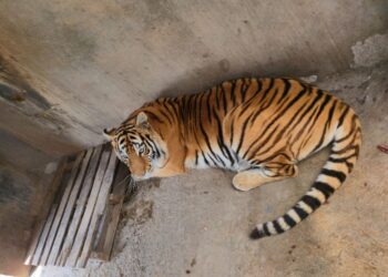 decomisan tigres y leones en Pachuca