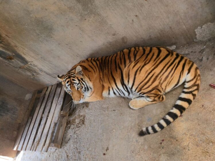 decomisan tigres y leones en Pachuca