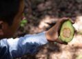 10 estados del país están libres de plagas del aguacate