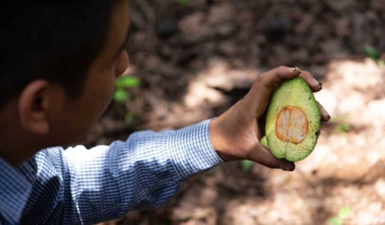 10 estados del país están libres de plagas del aguacate