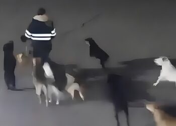 Ataque de perros en Tecámac en 2019. AMEXI