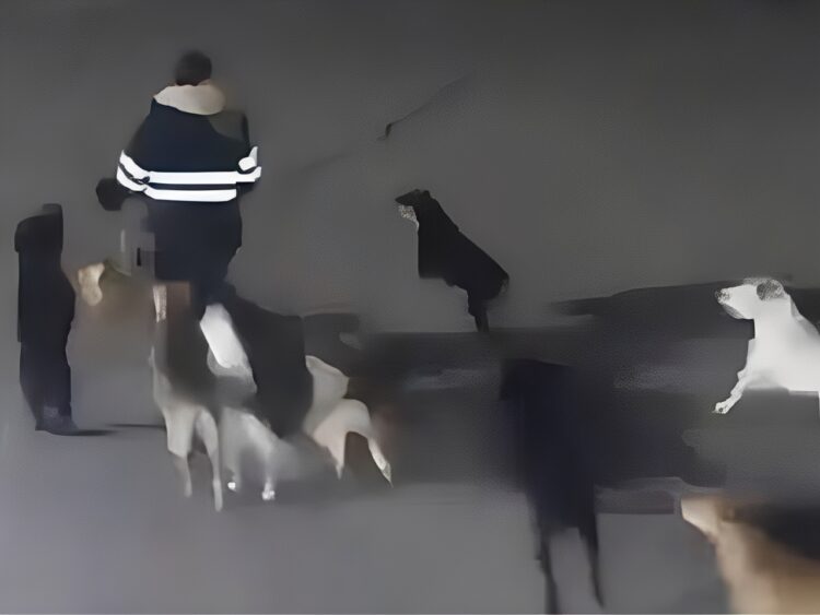 Ataque de perros en Tecámac en 2019. AMEXI