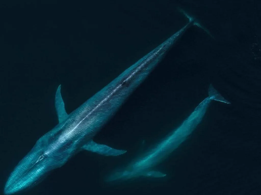 Ballena