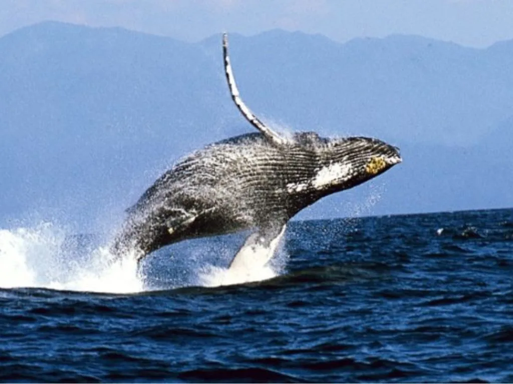 Ballena
