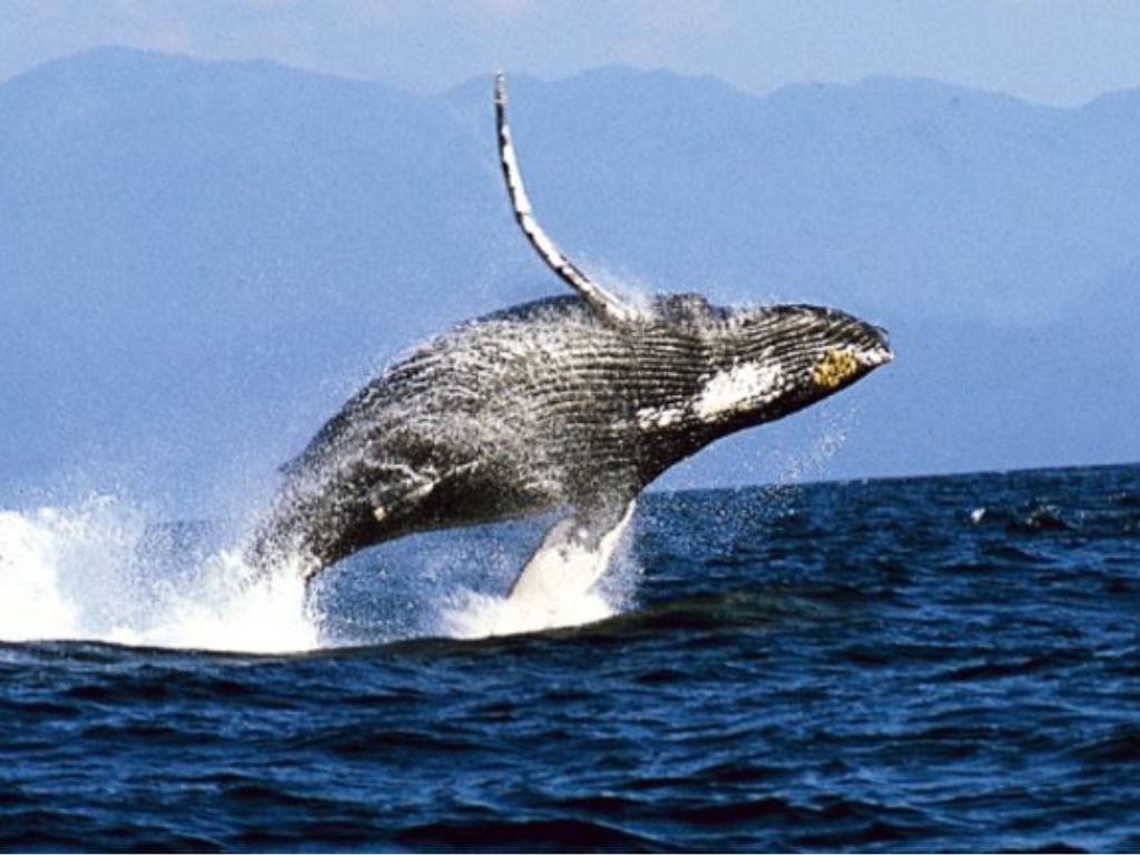 Ballena
